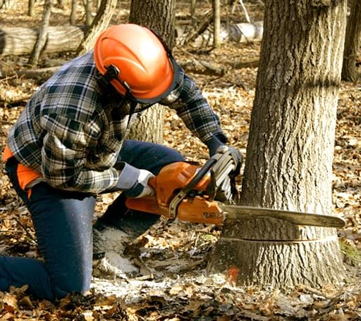 Tree Removal in Cuthbert, GA